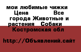 мои любимые чижки › Цена ­ 15 000 - Все города Животные и растения » Собаки   . Костромская обл.